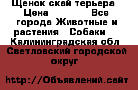 Щенок скай терьера › Цена ­ 20 000 - Все города Животные и растения » Собаки   . Калининградская обл.,Светловский городской округ 